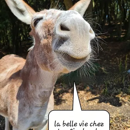 Le Chalet Des Cigales Alairac